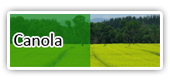 Canola