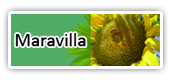 Maravilla