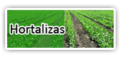 Hortalizas