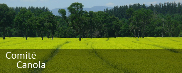 Canola