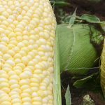 CIS Agro adquiere la genética de choclo de Semameris