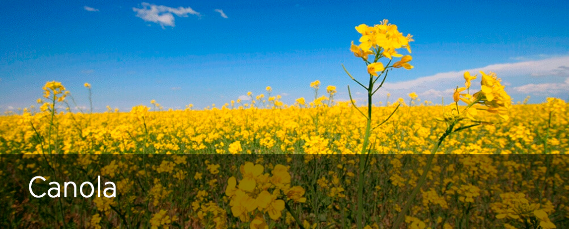 CANOLA COMMITTEE