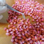 Laboratorio CIS Semillas recibe autorización SAG.