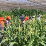 Representantes del SAG visitan instalaciones de investigación y desarrollo en Arica y Parinacota
