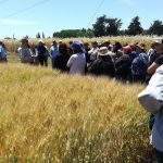 Agricultores del centro sur conocieron en Chillán avances para enfrentar cambio climático en los cultivos