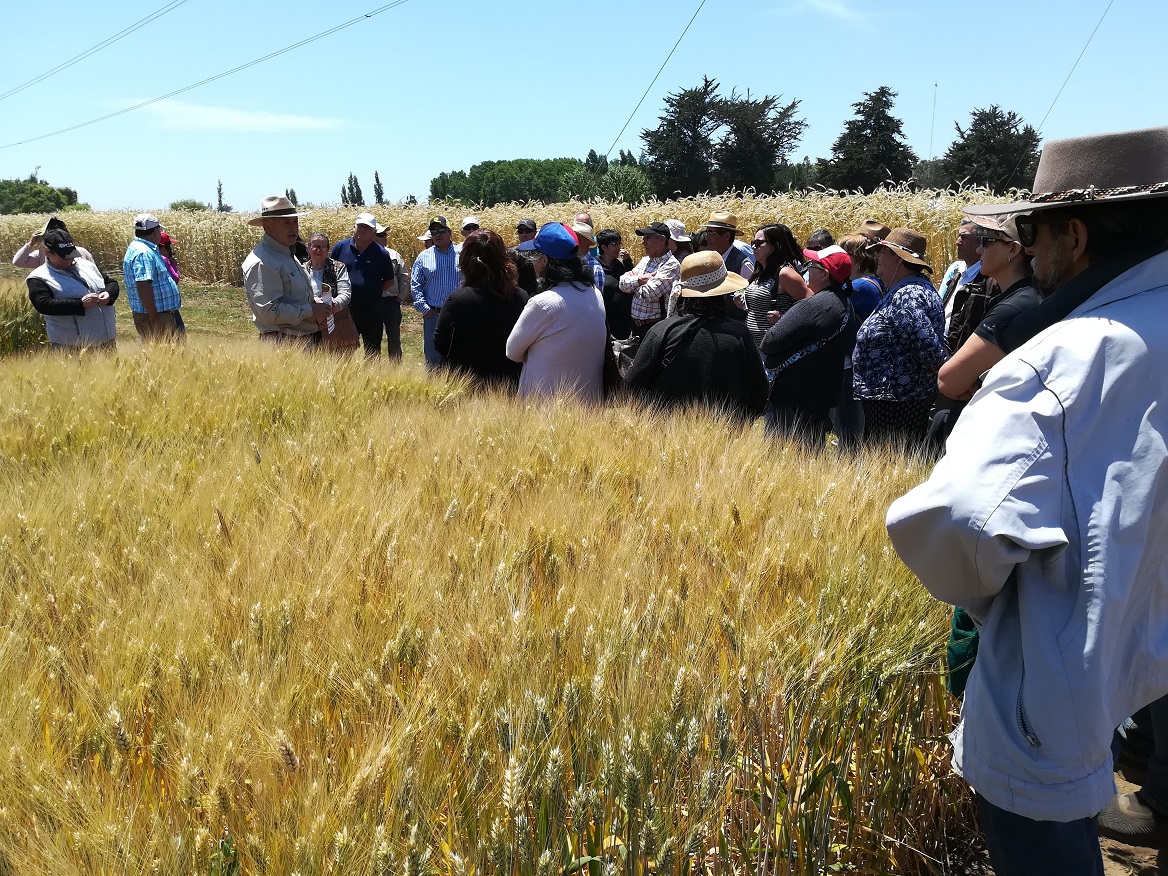 Agricultores del centro sur conocieron en Chillán avances para enfrentar cambio climático en los cultivos