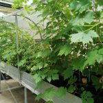Investigadores desarrollan uvas no transgénicas que son resistentes a enfermedades fungosas
