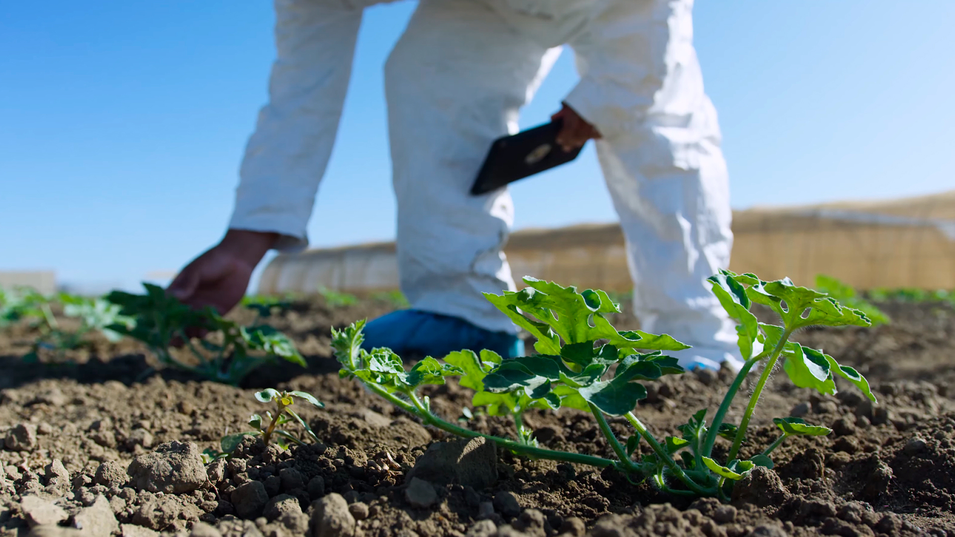 Vicisitudes Legales en el Mundo Agrícola a raíz del Estado de Excepción Constitucional de Catástrofe