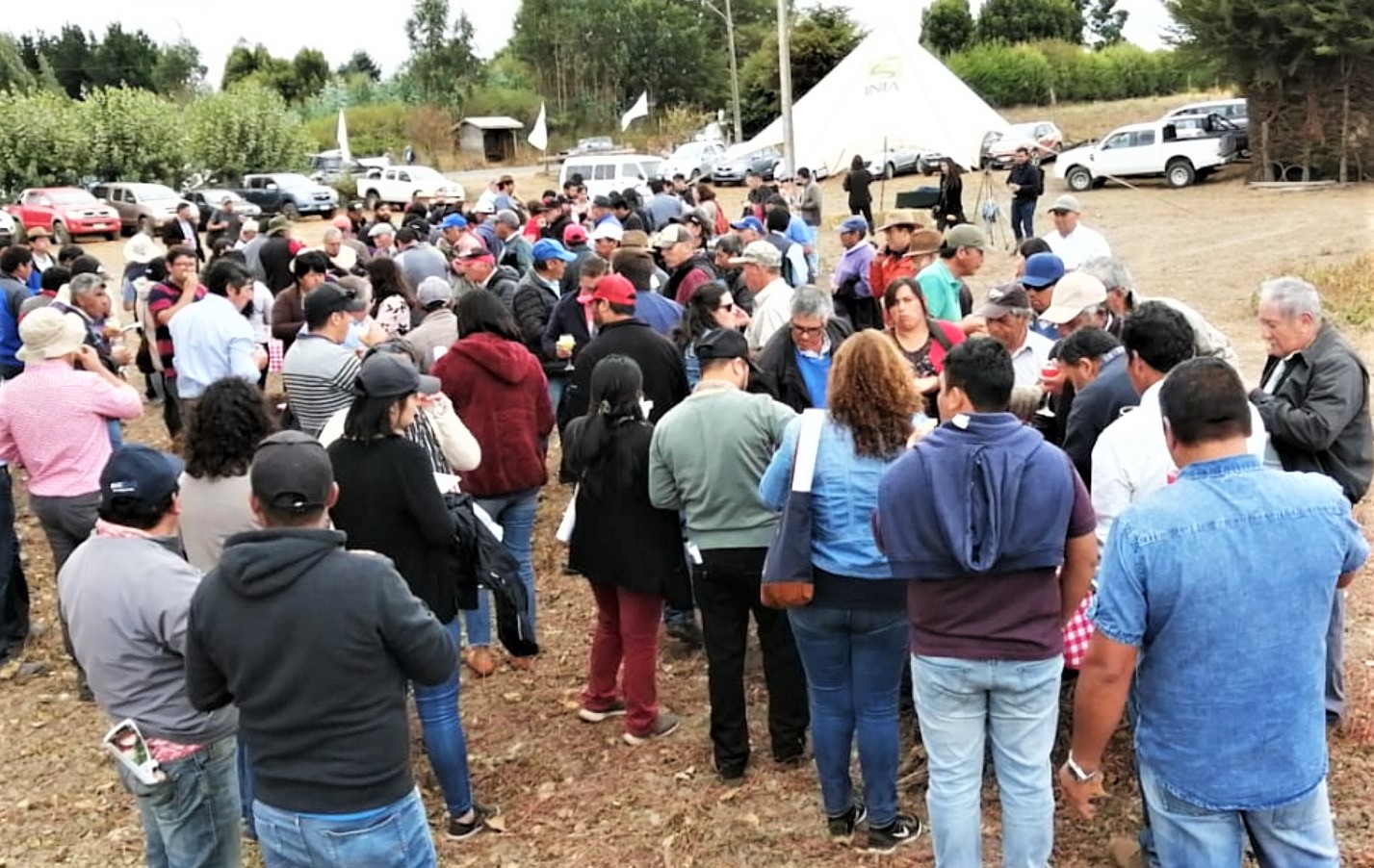 120 agricultores se capacitaron para producir semillas certificadas de papa en Provincia de Arauco