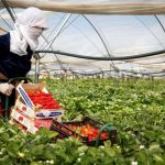 Eventos de caso fortuito o fuerza mayor en la Industria Agrícola chilena a causa del Coronavirus
