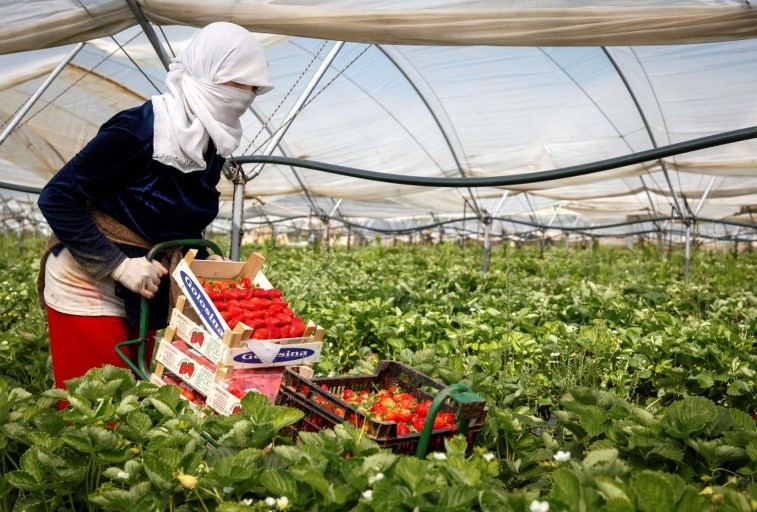 Eventos de caso fortuito o fuerza mayor en la Industria Agrícola chilena a causa del Coronavirus