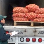 Región de Los Lagos inicia temporada de exportación de semillas de papas