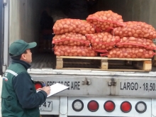 Región de Los Lagos inicia temporada de exportación de semillas de papas