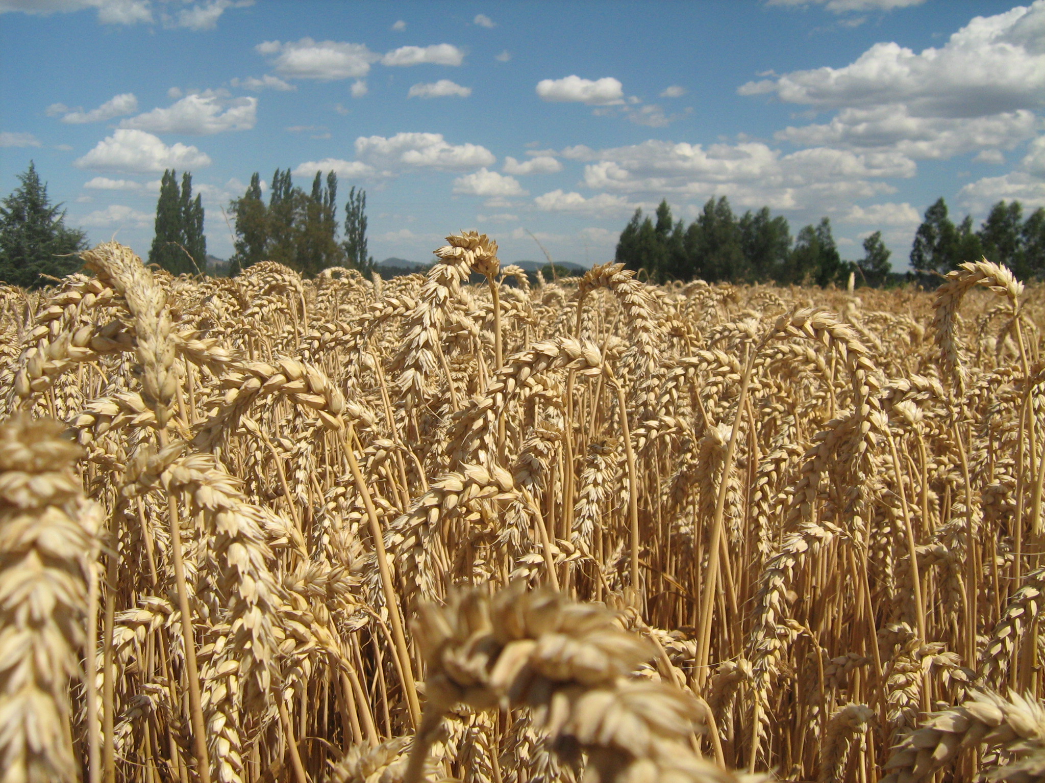 Protegido: Capacitación Proceso de Autorización de Terceros en Cereales