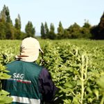 Curso e-learning para inspectores externalizados del Programa SAG de Certificación Varietal de Semillas