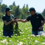 Productores de semilla de papa corriente deberán adelantar inscripción de sus semilleros