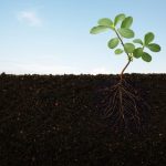 Año Internacional de la Sanidad Vegetal: Protegiendo las Plantas, Protegiendo la Vida