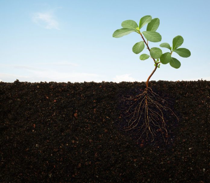 Año Internacional de la Sanidad Vegetal: Protegiendo las Plantas, Protegiendo la Vida