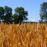 SAG HABILITA AUTORIZACIÓN DE TERCEROS PARA INSPECCIÓN DE SEMILLEROS CERTIFICADOS DE CEREALES
