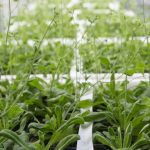 Descubierta una nueva estrategia para lograr plantas más tolerantes a la salinidad