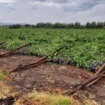 Especialistas de INIA enfatizan algunas recomendaciones para evitar mayores pérdidas en la industria frutícola nacional