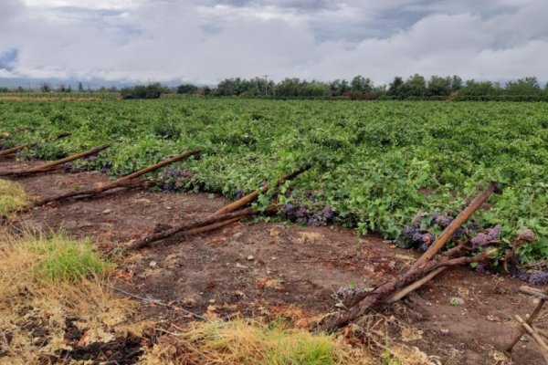 Especialistas de INIA enfatizan algunas recomendaciones para evitar mayores pérdidas en la industria frutícola nacional