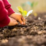 Investigadores identifican un gen que ayuda a las plantas a percibir el calor