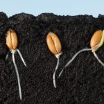 Biotecnología:  Innovar desde la semilla para alimentar al mundo