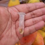 SAG Arica y Parinacota detecta Mosca de la Fruta en productos agrícolas ingresados clandestinamente