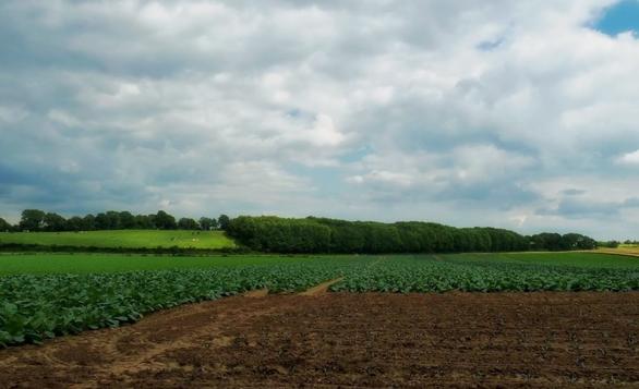 Expertos UdeC entregan algunas técnicas para la conservación de los suelos agrícolas