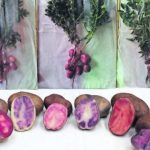 Banco de Germoplasma de Papas UACh: conservación e investigación para el agro y la alimentación