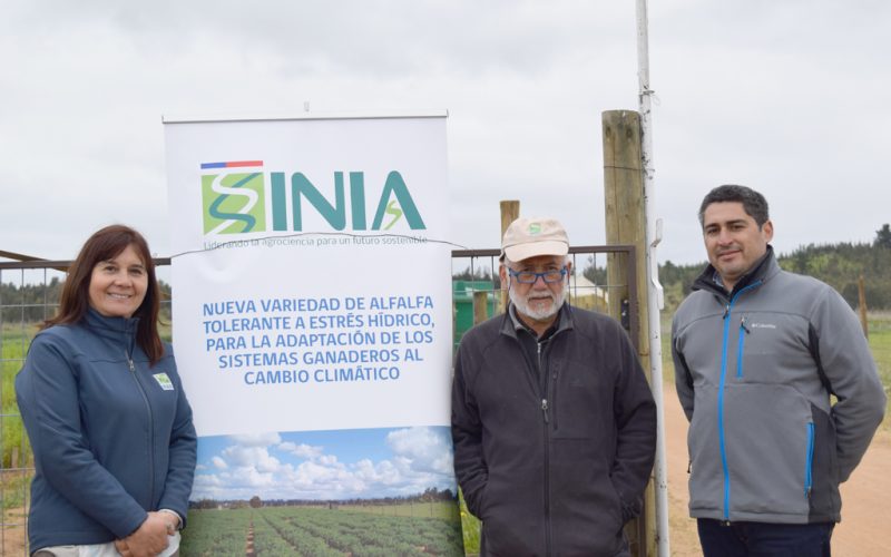 Dr. Luis Inostroza: “Nuevos germoplasmas resistentes a sequía serán un tremendo logro para el secano de Chile”