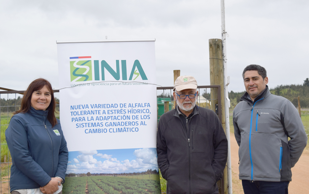 Dr. Luis Inostroza: “Nuevos germoplasmas resistentes a sequía serán un tremendo logro para el secano de Chile”