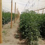Productores hortícolas recuperan invernaderos dañados tras postular al PAR Emergencia de Corfo