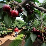 Cae la superficie agrícola, pese al avance de frutales