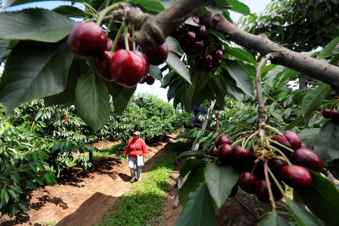 Cae la superficie agrícola, pese al avance de frutales