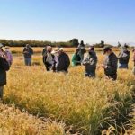 Arroz chileno supera en calidad a los importados