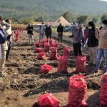 Productores apuestan a cuadruplicar productividad en el cultivo de la papa