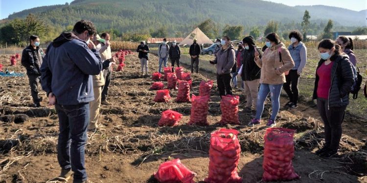 Productores apuestan a cuadruplicar productividad en el cultivo de la papa