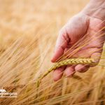 AGROSEGUROS DEL MINAGRI LLAMA A CEREALEROS A CONTRATAR A TIEMPO EL SEGURO CON SUBSIDIO ESTATAL PARA PROTEGER SUS SIEMBRAS