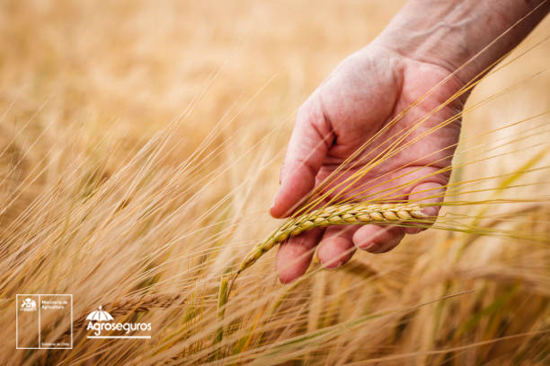 AGROSEGUROS DEL MINAGRI LLAMA A CEREALEROS A CONTRATAR A TIEMPO EL SEGURO CON SUBSIDIO ESTATAL PARA PROTEGER SUS SIEMBRAS