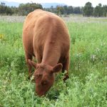 Alfalfa se transforma en una alternativa forrajera para el secano
