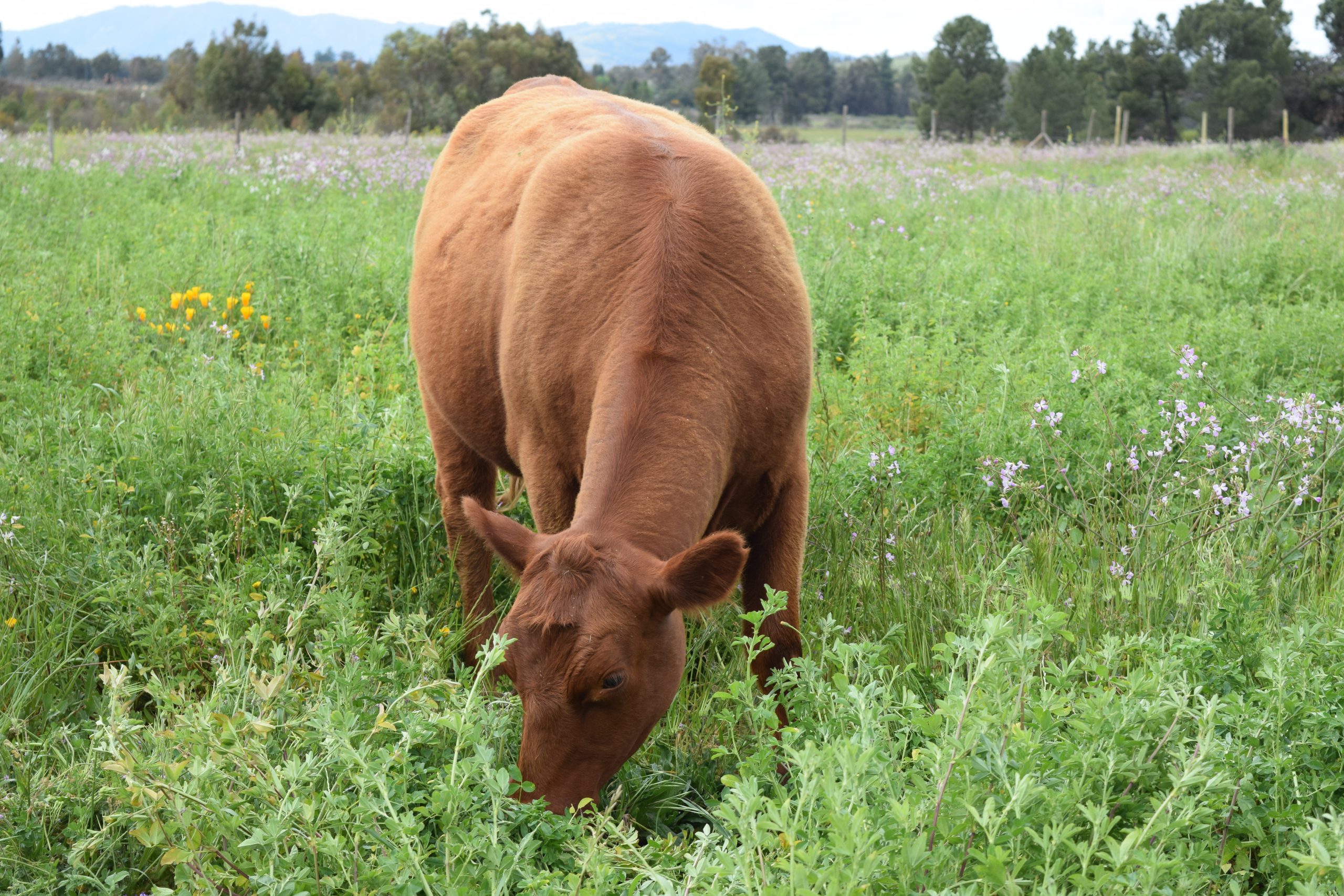 Alfalfa se transforma en una alternativa forrajera para el secano