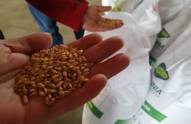 Cambio climático: INIA desarrolla trigo altamente tolerante a la falta de agua