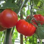 Expertos chilenos buscan aumentar la tolerancia de los tomates a la sequía y salinidad