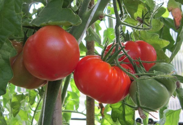 Expertos chilenos buscan aumentar la tolerancia de los tomates a la sequía y salinidad