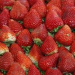 Ministerio de Agricultura declaró emergencia agrícola por plaga que afecta la producción de frutillas