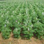 Productores de La Araucanía sacan cuentas alegres con la adopción de lupino amargo desarrollado por INIA