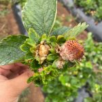 Nemátodo de la frutilla: INIA despliega trabajo para monitoreo y diagnóstico