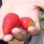 SAG autoriza tres productos para el control químico del nematodo de la frutilla